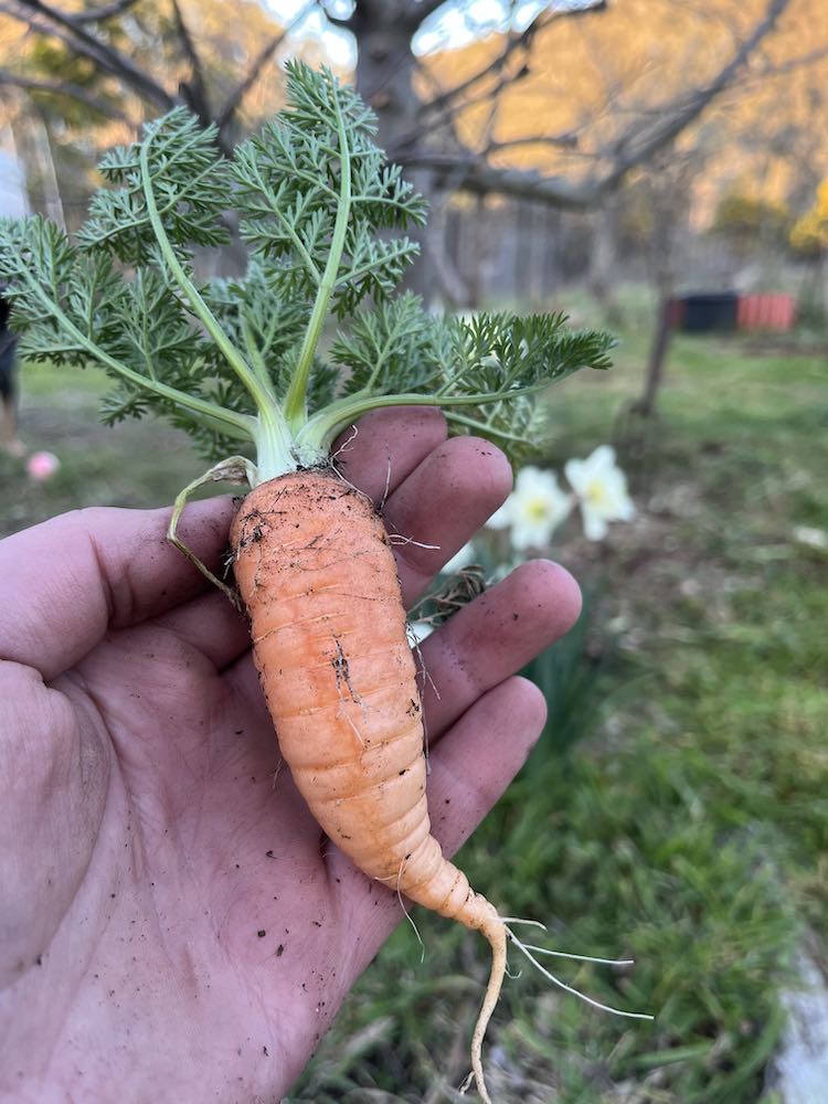 Wonky Carrot